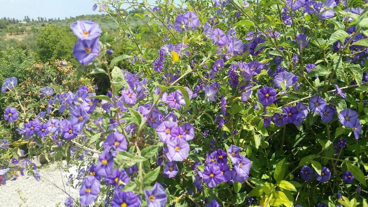 Finca Rayo Del Sol Alhaurin el Grande Spain